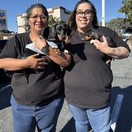 Hailey - Piebald female Dachshund puppy in Joshua Tree, California from Desert Dreams Ranch