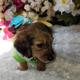 Dachshund Puppies from CLARK'S BREEDING PROGRAM