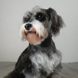 Maryann - Miniature Schnauzer