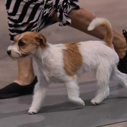 Little Bit - Russell Terrier