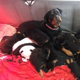 Rottweiler Puppies from Amy Osborne