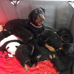 Rottweiler Puppies from Amy Osborne