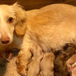 Lady - Dachshund