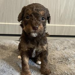 No tag - Phantom female Goldendoodle puppy in Medina, Ohio from Farmer Doodles