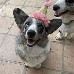 Cardigan Welsh Corgis and Pembroke Welsh Corgis from MD Corgis