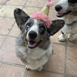 Cardigan Welsh Corgis and Pembroke Welsh Corgis from MD Corgis