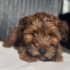 Cavapoo and Whoodle Puppies from Perfect Pawzabilities