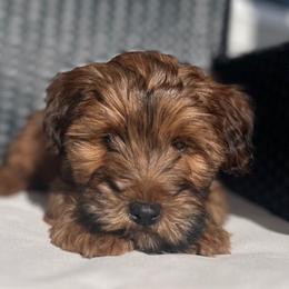 Cavapoo and Whoodle Puppies from Perfect Pawzabilities