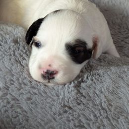 Boy 1 - Black and white male Schnoodle puppy in Holmesville, Ohio from Pawsome Puppies