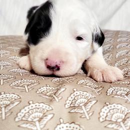 Brown collar - Gray and white male Old English Sheepdog puppy in Smallett, Missouri from Chasin Angus Sheepdogs