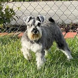 Brier - Miniature Schnauzer