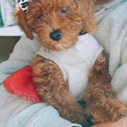 Goldendoodle Puppies from Proctor’s Petite Goldendoodles