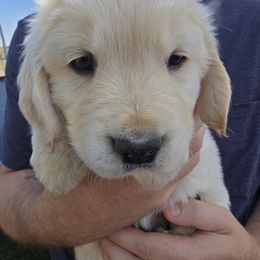 Golden Retriever Puppies from Sycamore Goldens
