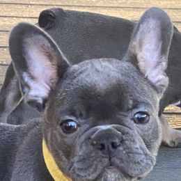 French Bulldog Puppies from B & M Southern Frenchies