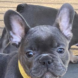 French Bulldog Puppies from B & M Southern Frenchies
