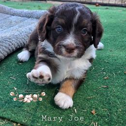 Mary Joe - Red phantom female Aussiedoodle puppy in Vinemont, Alabama from Cotton Country Kennels