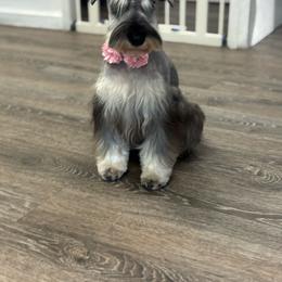 Blossum - Miniature Schnauzer