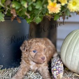 Boy 2 - Red and white male Cockapoo puppy in West Plains, Missouri from The Royal Kennel