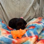 Tammy - Chocolate female Boykin Spaniel puppy in Van Buren, Arkansas from Arklahoma Boykins