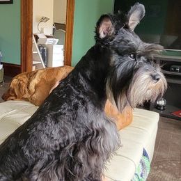 Miniature Schnauzers from Gloria Gullickson