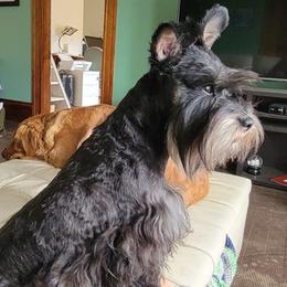 Miniature Schnauzers from Gloria Gullickson