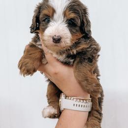 Bernedoodle and Golden Mountain Doodle Puppies from Tilley's Southern Doodles