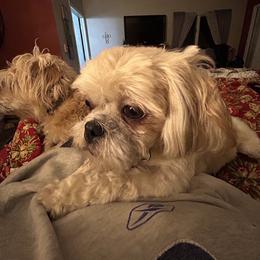 Fast freddi. - Shihpoo