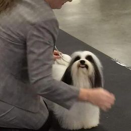 Havanese Puppies from SunWyst Havanese