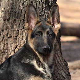 German Shepherd Puppies from Loujuan German Shepherd Dogs