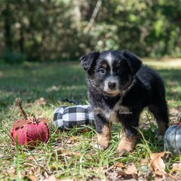 Velma - Black tri female Miniature Australian Shepherd puppy in Lacombe, Louisiana from Indigo River Toy & Mini Aussies