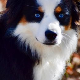 Miniature Australian Shepherds and Toy Australian Shepherds from Rhinestone Ranch