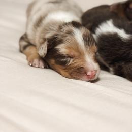Martini AKC - Red merle male Australian Shepherd puppy in Polk City, Florida from Skaky Shepherds
