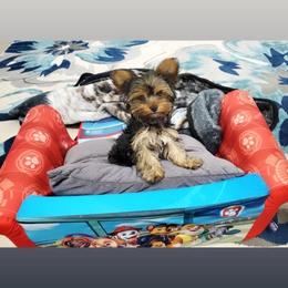 Biewer Terrier and Yorkshire Terrier Puppies from Treasures of Neptune Cove