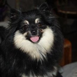 Silver - Pomeranian