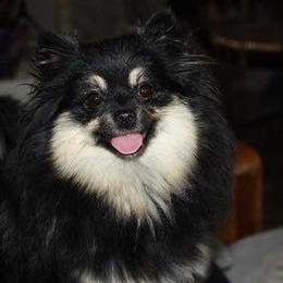 Silver - Pomeranian