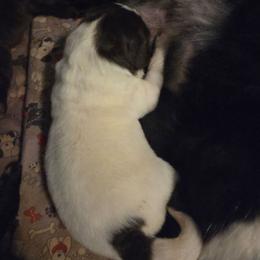 Marigny - White and black female Newfoundland puppy in Quaker City, Ohio from Country Magik