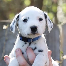 Boy 3 - Dalmatian puppy in Cottage Grove, Oregon from Hidden Hills Dalmatians