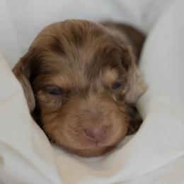 Roo - Dapple female Dachshund puppy in Memphis, Tennessee from Lone River Dachshunds