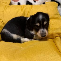 Travis Tritt - Piebald male Dachshund puppy in Irving, Texas from DFW Dachshunds by G & S