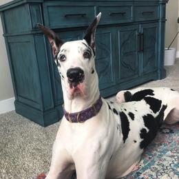 Great Danes from Altitude Great Danes