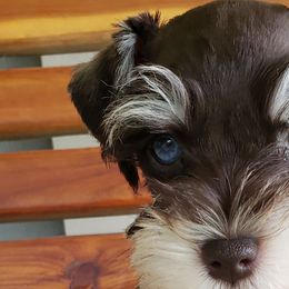 Miniature Schnauzers from Raisin' the Woof Schnauzers