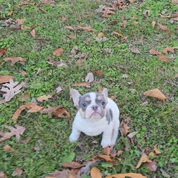 French Bulldog puppies from Freaky Frenchies