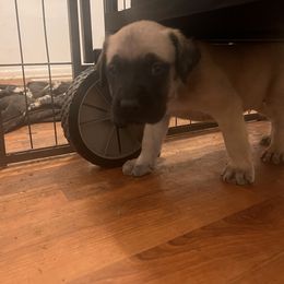 Mastiff Puppies from FrontlineK9 Boarding & Training LLC