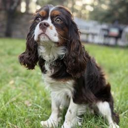 Bernese Mountain Dog and Cavalier King Charles Spaniel All Grown Up from Kiss A Doodlez