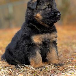 German Shepherd Puppies from Tabor Springs GSD