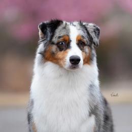 Pixie - Australian Shepherd