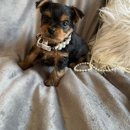 "Chloe" Yorkshire Terrier Puppies from Ella's Designer Yorkies