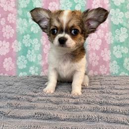 Boy 2 - male Chihuahua puppy in Kansas City, Missouri from Bravo Chihuahuas