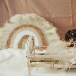 Cavalier King Charles Spaniel and Cavapoo Puppies from The Cav Family