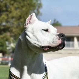 Chanel - Dogo Argentino